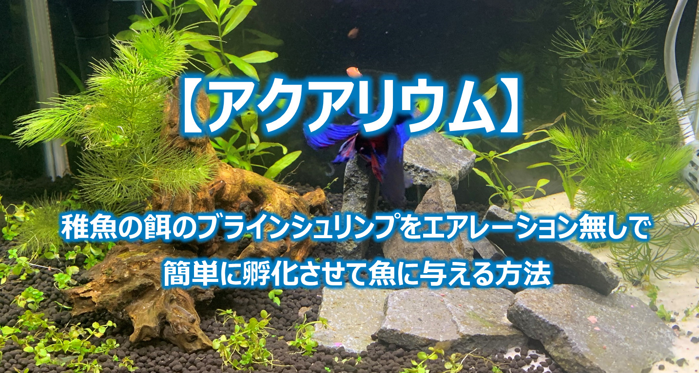 稚魚の餌 ブラインシュリンプをエアレーション無しで簡単に孵化させて魚に与える方法 独学エクセル塾